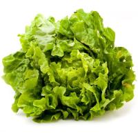 Lechuga Batavia local, unidad