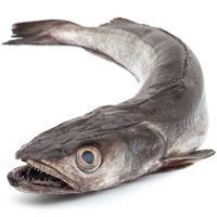 Merluza de pincho, pieza al peso aprox. 1.75 kg