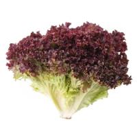 Lechuga Lollo Rosso EUSKAL BASERRI, unidad