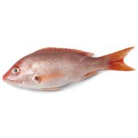 Hazkuntzako txelba, pieza pisura gutxi gorabehera 800 g