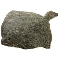 Rodaballo de crianza PRODEMAR, pieza al peso aprox. 2.2 kg