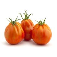 VOLLEY tomatea, pisura, gutxieneko erosketa 500 g