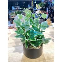 Planta artificial: Hiedra en maceta de pvc redonda baja y negra, 1 ud