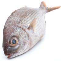 Dorada 600-800, pieza al peso aprox. 700 g