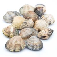 Almeja japónica marinera, caja 1 kg